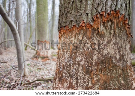 Environmental risk in alluvial forrest: A tree taken down by European Beaver
