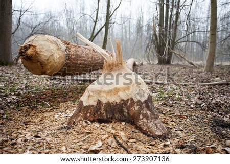 Environmental risk in alluvial forrest: A tree taken down by European Beaver