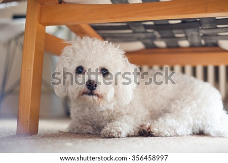 Cute white maltese dog hiding under sofa,  fearful and frightened