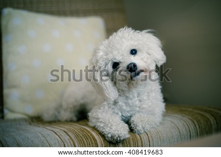 Cute white maltese dog lying at home on a sofa, tilting his head,  asking for your attention