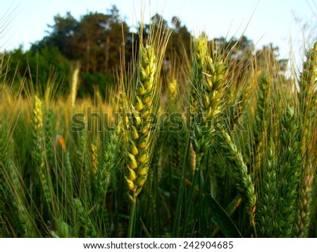 Wheat field / Ears of wheat in a sunny field of wheat