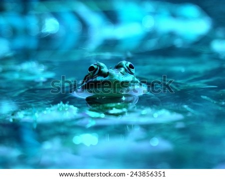 In to the blue /  A little blue frog hiding in the swamp