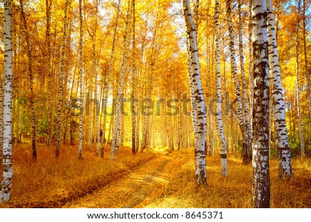 Vivid colors of autumn birch forest