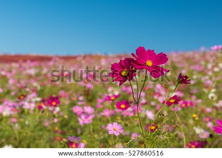 Cosmos in autumn at Japan