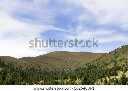 the forest of Tibet plateau
