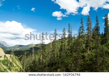 the forest of Tibet plateau