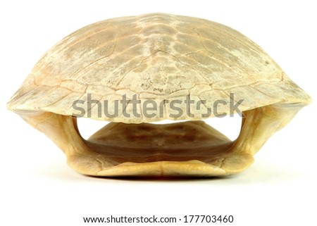 whole shell of turtle isolated in white background