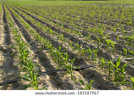 farmland growing many maize seeding in orders