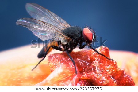 close up of one fruit fly standing on a rotten plant flesh