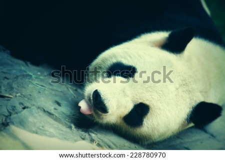 Close up of a giant Panda in vintage style
