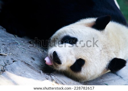 Close up of a giant Panda