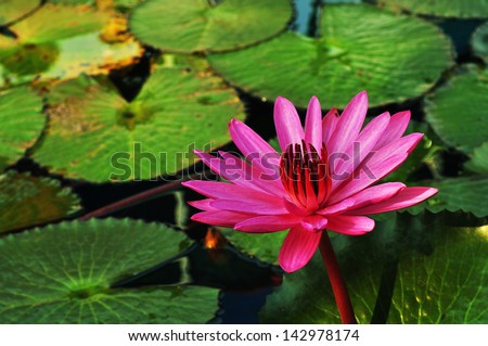 Lotus, red lotus, water lily