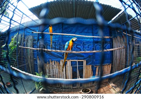 Pretty parrot in the cage, Fish-eye effect.