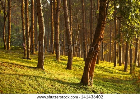 Sun rise at Pang-Oung, Pine forest in Thailand