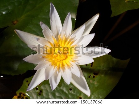 white and yellow lotus