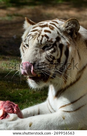 A white tiger licking its mouth after eating a piece of meat