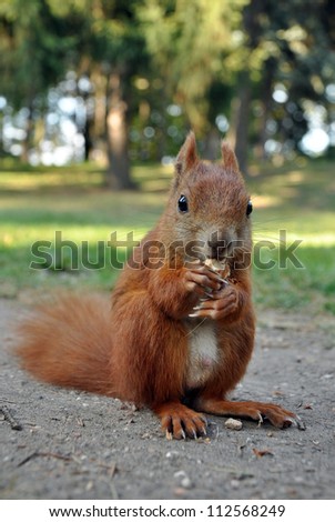 Red Squirrel Eating a Nut