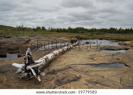White sea (Russia) landscape with 	 stones, lying tree and gray clouds