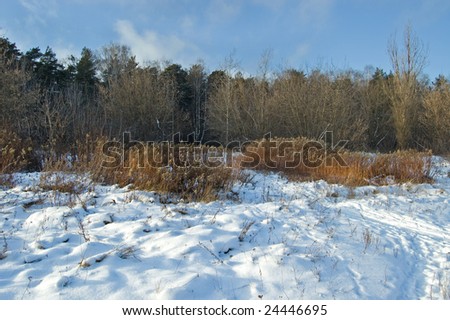 On the fringe of the forest in the winter