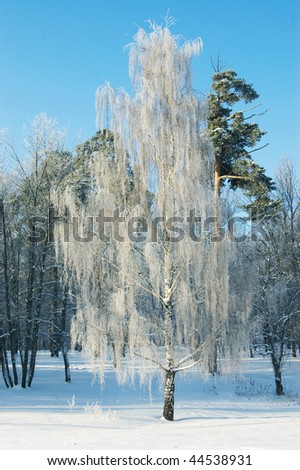The frozen birch on the fringe of the forest