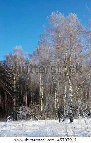 The frozen birch on the fringe of the forest