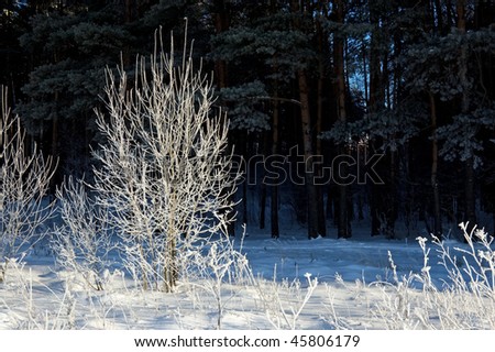 The frozen tree on the fringe of the forest