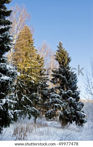 Snow-covered fur-trees on the fringe of the forest in the evening