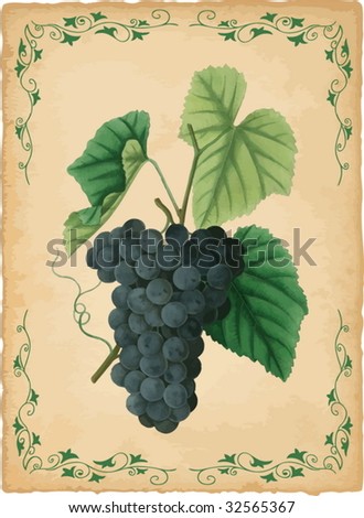 Old Grapes