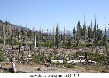 Burnt Trees in a Mammoth Lakes, CA