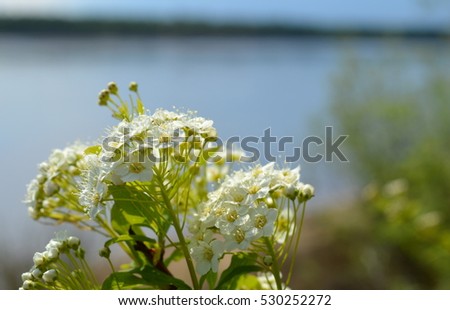 Small white blossoms against a background of the river