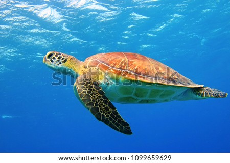 Sea turtle underwater swimming in the blue sea. Vivid blue ocean with turtle. Scuba diving with wild aquatic animal.
