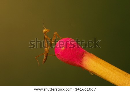 Newborn mantis on a tip of a safety match
