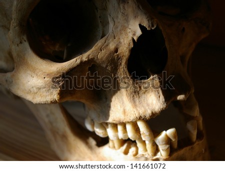 Human female skull