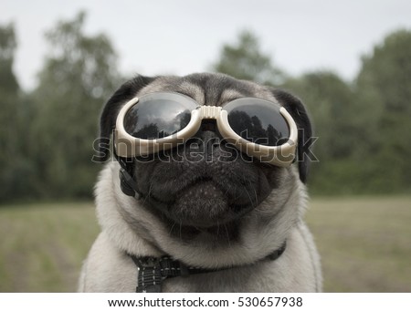 closeup of funny pug puppy wearing dog goggles to protect eyes, outside in park