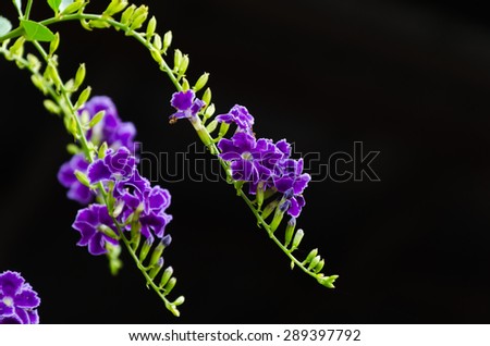 Duranta erecta is a species of flowering shrub in the verbena family Verbenaceae, native from Mexico to South America and the Caribbean.