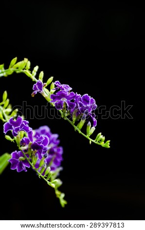 Duranta erecta is a species of flowering shrub in the verbena family Verbenaceae, native from Mexico to South America and the Caribbean.