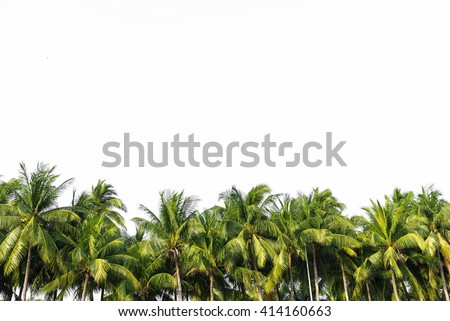 Line up of coconut tree isolated on white background