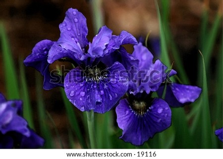 Purple iris are a sure sign of Spring.
