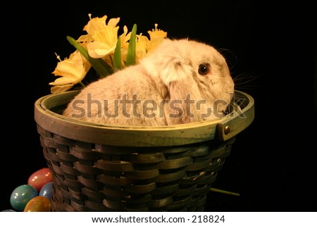 easter bunny with easter eggs in a basket. stock photo : Easter bunny