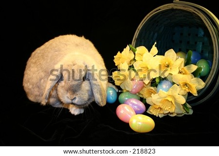 free clip art easter bunny. free clip art easter bunnies.
