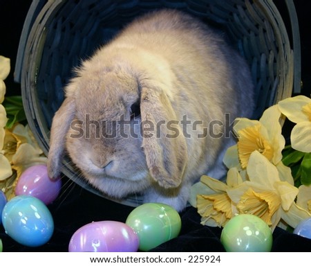 easter bunny with easter eggs in a basket. stock photo : Easter bunny in