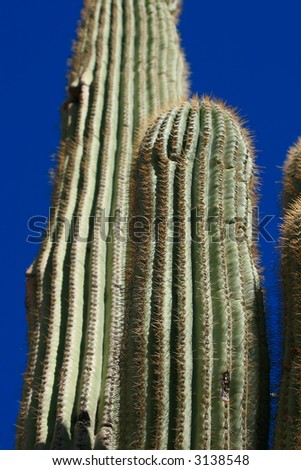 Giant Saguaro cactus show the spines which keep them safe in harsh climate of the Sonoran desert of Arizona