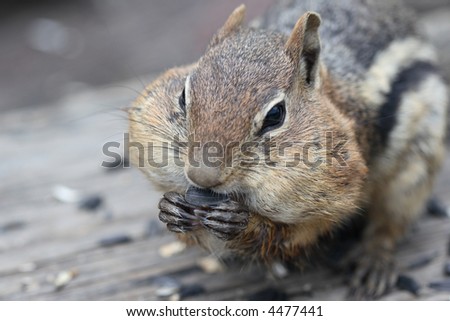 The Golden Mantled Ground Squirrel (Spermophilus lateralis) can be identified by its chipmunk-like stripes and coloration, but unlike chipmunks, it does not have stripes on its face.