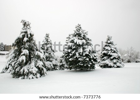 Snow covered evergreen trees on a snowy, foggy winter day.