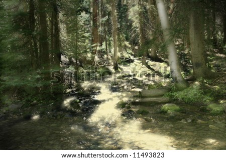 Sunlight\'s golden glow illuminates parts of a beautiful stream which tumbles through the deep shade of the aspen and pine forest in the Colorado mountains.
