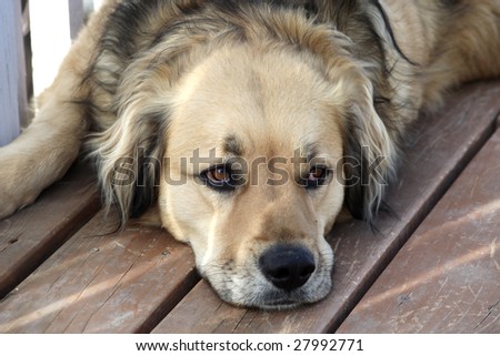 Loyal golden retriever mix dog watching his master