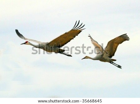 Two sandhill cranes (Grus canandensis) fly overhead against a pale sky. They are one of the largest cranes in North America.