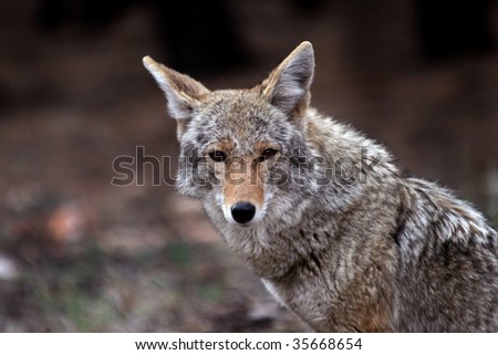 Coyote (Canis latrans) in the wild, but showing little fear of humans