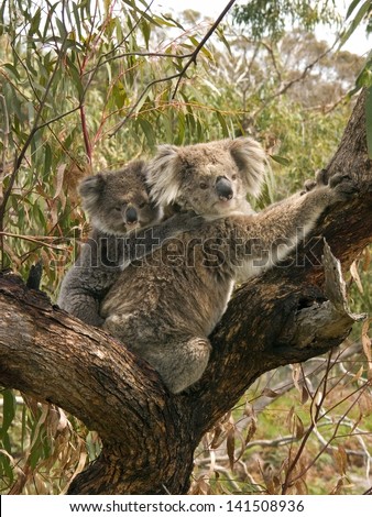 Koala bears climbing a tree