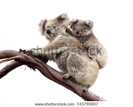 Koala and joey isolated against white Koala and joey isolated against white